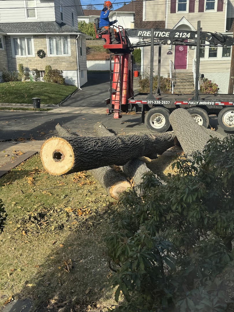 Large log sections from a crane removal, Bergen County NJ