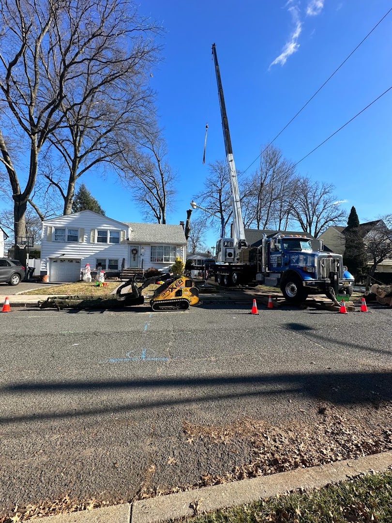 O'Brother crane removing a large tree, Bergen County NJ