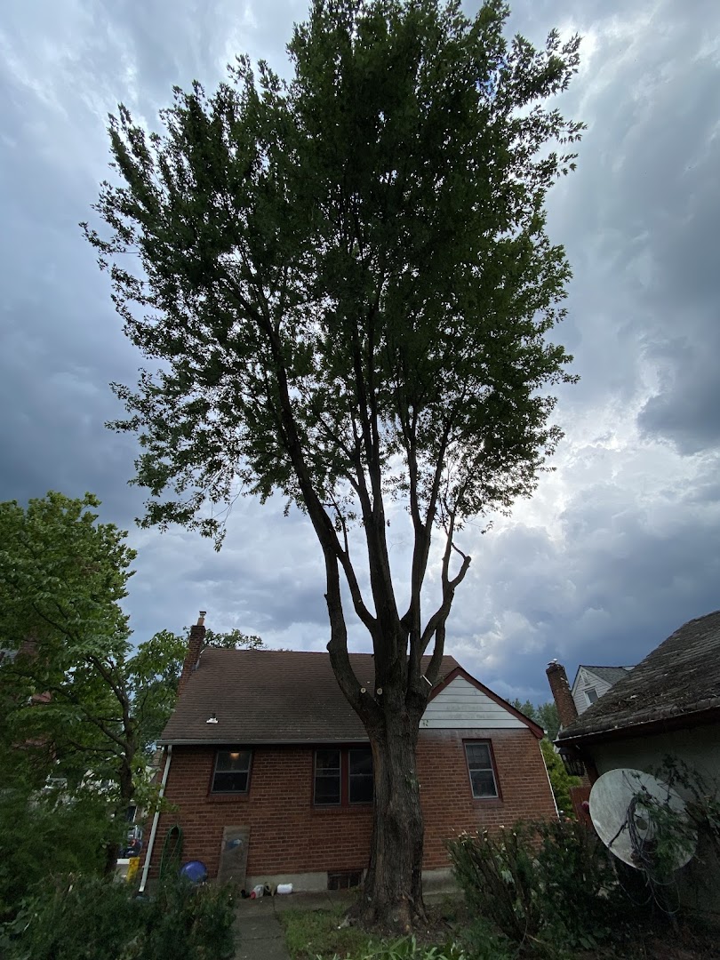 Large tree in a residential yard before removal, Bergen County NJ