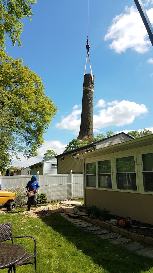 Tree being topped and taken down, Bergen County NJ